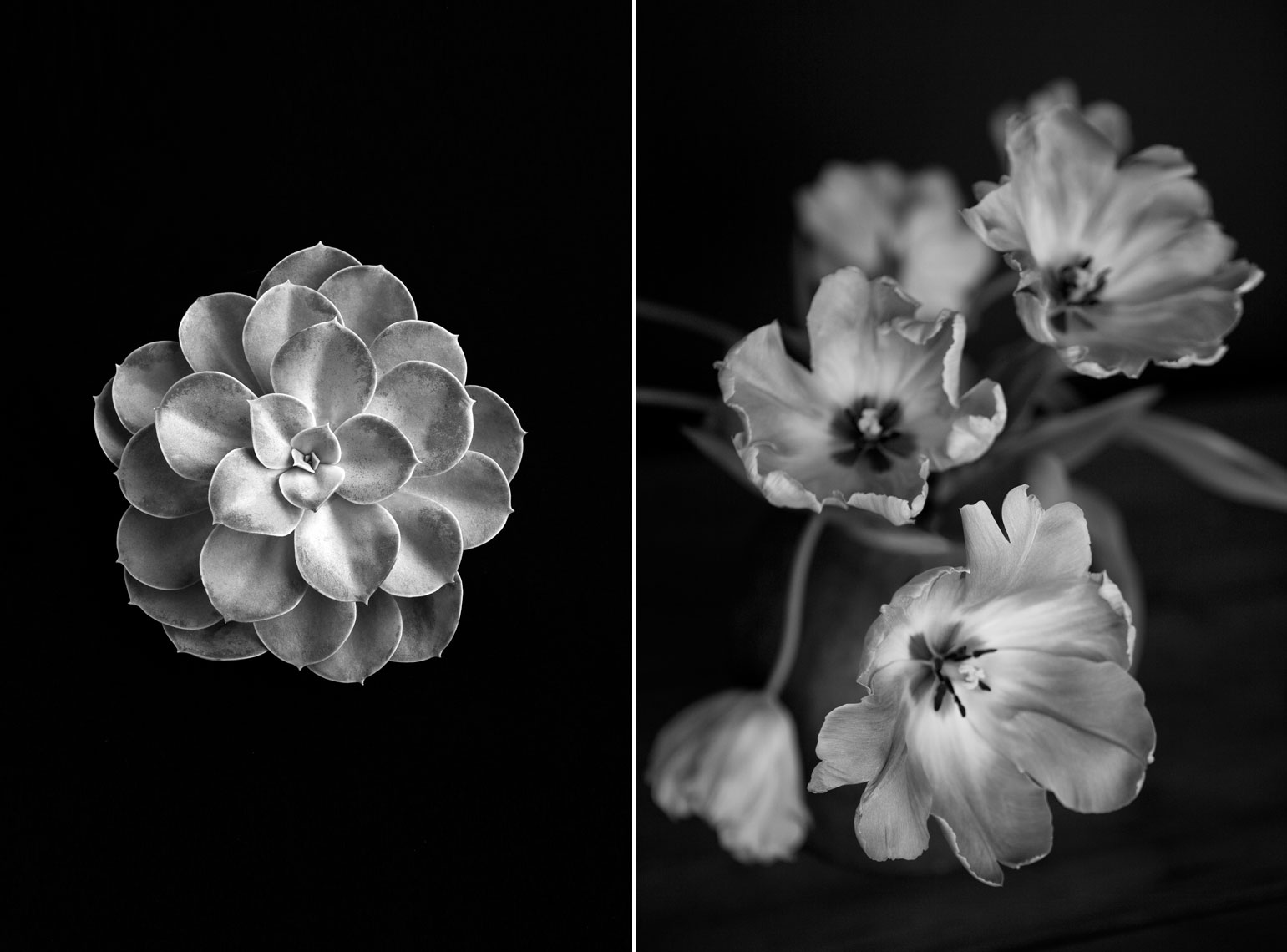 BW_hentulip_site
