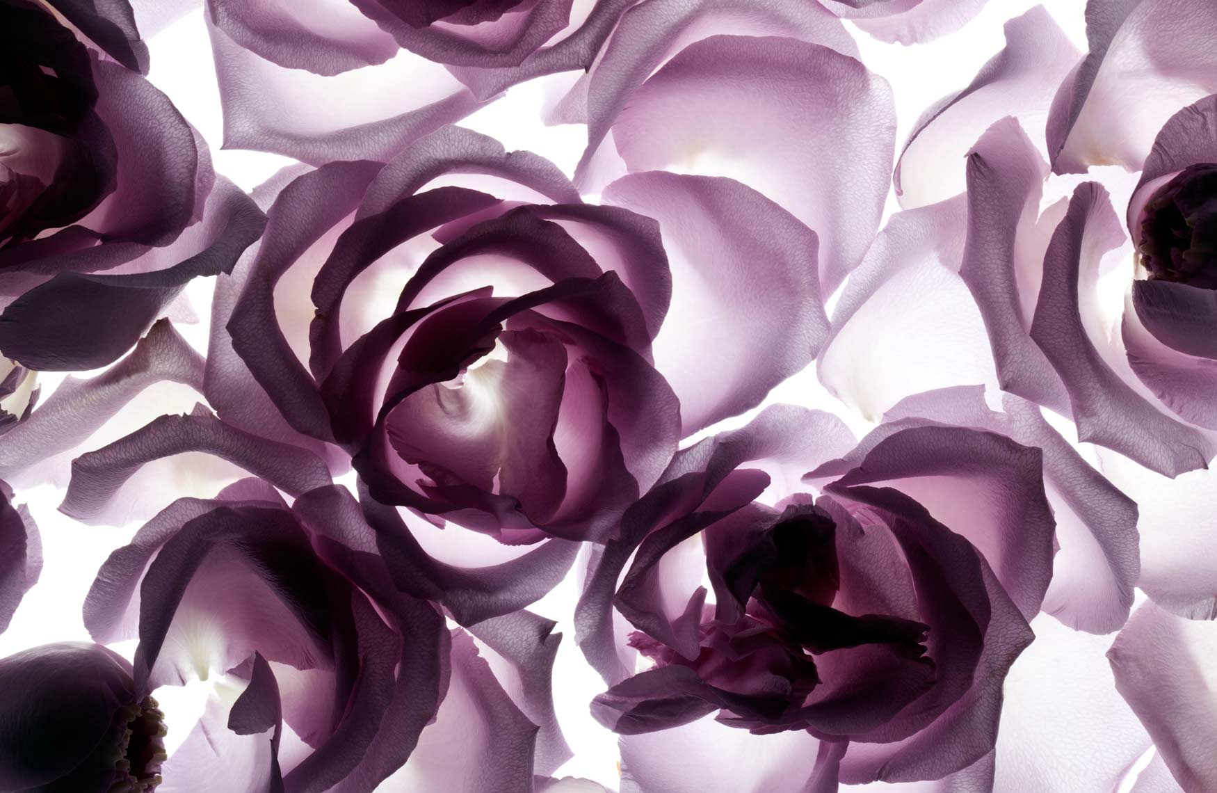 SW_Portfolio-layout_lavender-rose-petal-spread.jpg