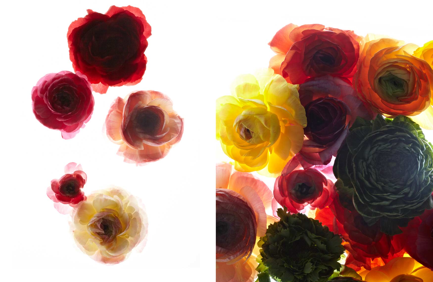 SW_Portfolio-layout_ranunculus_ranunculus-mixed.jpg