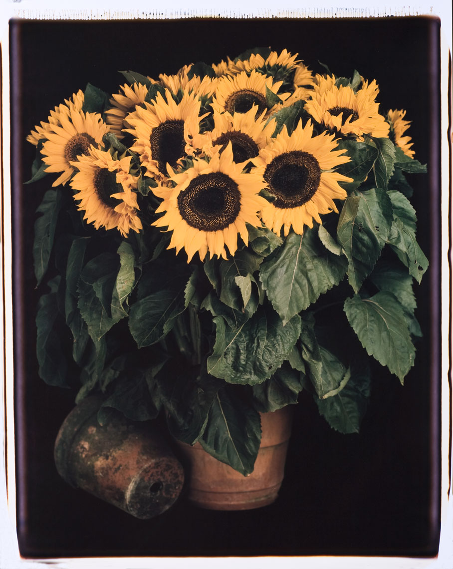 ewatt_20x24sunflowers_site